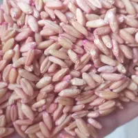 بذرگندم‌ دیم‌ وابی|عمده‌فروشی|بوئین و میاندشت, |دیوار