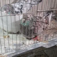 کفتر تهرانی و شهرستانی|پرنده|ورامین, ریحان آباد|دیوار