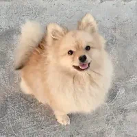 پامرخرسی پسر