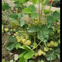 بوته توت فرنگی