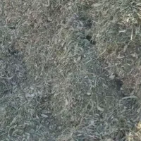 فروش کاه گندم ولوبیا|عمده‌فروشی|تنکابن, |دیوار