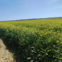 اجاره چهار هکتار زمین کشاورزی کرخه الجزایر