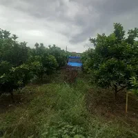 باغ-2000متری-با-نهال