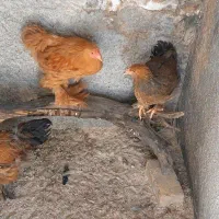 مرغ خروس برهما