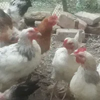 قفس چهار طبقه مرغ تخمگذار|لوازم جانبی حیوانات|مشهد, کوشک مهدی|دیوار