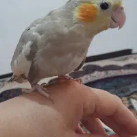 فروش عروس هلندی ۲ ماهه|پرنده|میانه, |دیوار