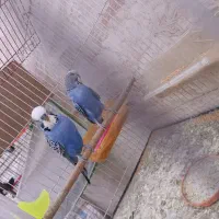 دو جفت جوجه انگلیسی گرید بالا آماده دستی شدن|پرنده|خواف, |دیوار