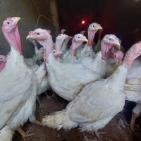 بوقلمون گوشتی کیلو ۴۹۰
