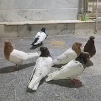 کله زرد سرخ هفت رنگ سینه