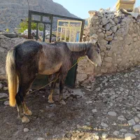 اسب کهر|اسب و تجهیزات اسب‌سواری|کوه چنار, |دیوار