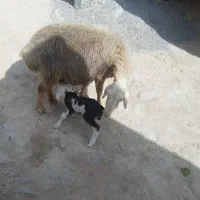 گوسفند و بره نر پلنگی