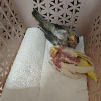 جوجه عروس هلندی