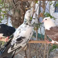دوکت سیاه وشیخ ابری