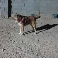 سگ گله|سگ|رامشه, |دیوار