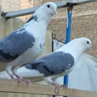 کفتر گرو دهنجور ضمانتی