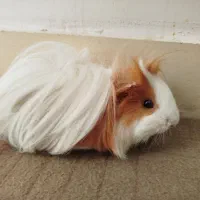 خوکچه هندی فشن