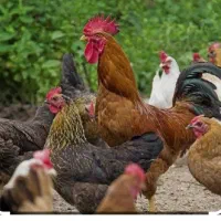 مرغ تخم گذار