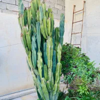 گل و گیاه کاکتوس