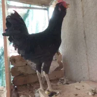 مرغ وخروس گلین