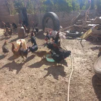 مرغ و خروس|حیوانات مزرعه|بم پشت, |دیوار