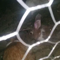 خرگوش نر بزرگ