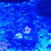 آکواریوم آبشور فروش|ماهی|شهریار, دهشاد بالا|دیوار