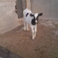 گوساله|حیوانات مزرعه|هلالی, |دیوار