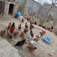 ۱۵۰ عدد مرغ و خروس محلی جوان تکی هم موجود