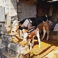 فروش گاو سمینتال خارجی