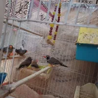 فنچ|پرنده|پاکدشت, شهرک انقلاب|دیوار