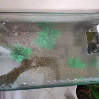 آکواریوم کوچک|ماهی|گرگان, |دیوار