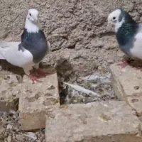 کبوتر طوقی