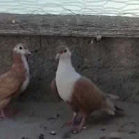 4 کبوتر ریش زرد|پرنده|زهک, |دیوار