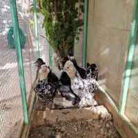 مرغ گلین|حیوانات مزرعه|اردکان, |دیوار