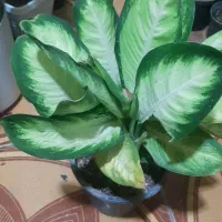 حراج پاییزه|گل مصنوعی|لردگان, |دیوار