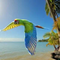 طوطی پیدا کردم