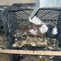 کبوتر نوک ریز کشیده