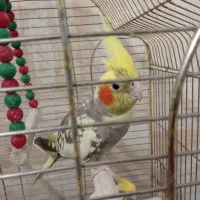 عروس مولدجف نره وماده همراه قفس