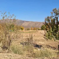 زمین کشاورزی ینگیجه|فروش زمین و ملک کلنگی|خاو و میرآباد, |دیوار