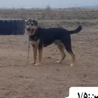 گرگیزرنگ