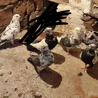 کبوتر تهرانی