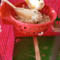 جفت قناری مزاعیکی روی تخم