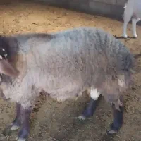 بره نر چاق|حیوانات مزرعه|بوئین و میاندشت, |دیوار