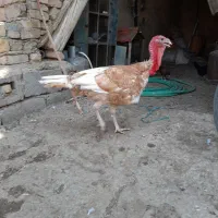 بوقلمون