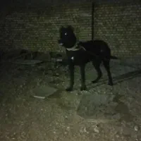 ماده سرابی|سگ|کبودرآهنگ, |دیوار