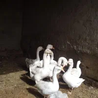 دو جفت غوغاز مناسب نگهداشتن و کشتن