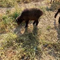 فروش ۷راس میش و بره|حیوانات مزرعه|پاسارگاد, |دیوار