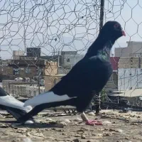 دو جفت کفتر قره کراواتی کرمانی