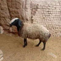 قوچ|حیوانات مزرعه|تهران, فرودگاه مهرآباد|دیوار