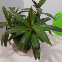 موسی درگهواره|گل و گیاه طبیعی|بروجرد, |دیوار